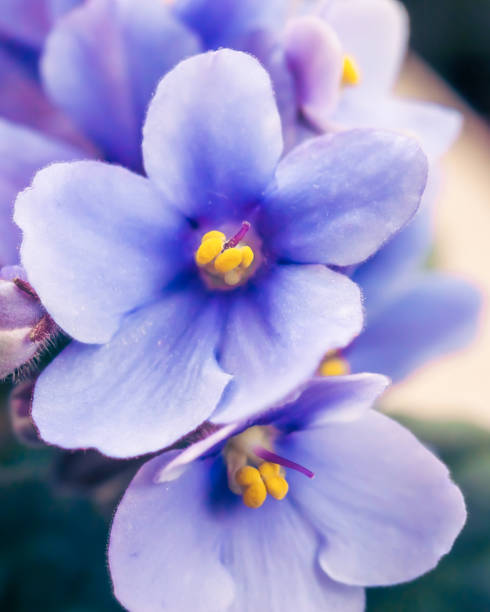 istock A close-up of an African violet. 2205649628