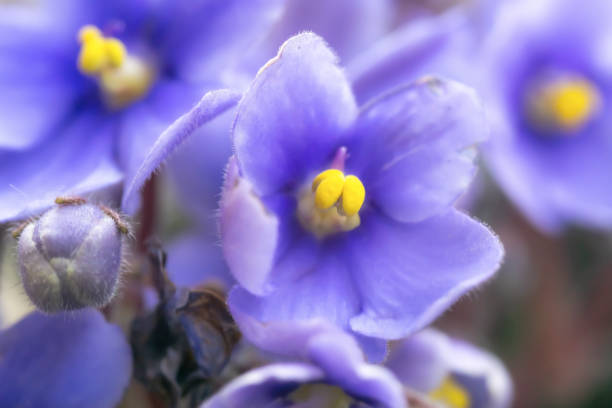istock A close-up of an African violet. 2205649632