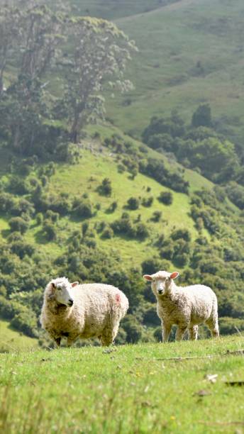 istock Guardians of the field 2205649791