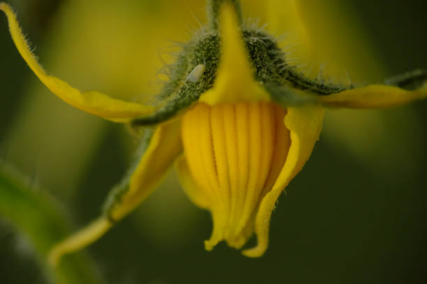 A vibrant yellow solanum lycopersicum flower stands out against a clear blue sky, showcasing its delicate petals and intricate structure. The bright color of the flower contrasts beautifully with the soft, serene backdrop, creating a striking and peaceful natural scene. This wildflower embodies the essence of nature's beauty and simplicity.