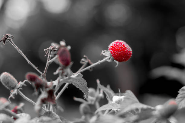 Artistic picture of Rubus rosifolius, also known as roseleaf bramble, Mauritius raspberry, thimbleberry, Vanuatu raspberry and bramble of the Cape, Tenjo, Cundinamarca, Colombia.