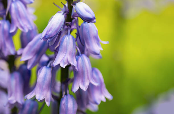 Wild forest bluebells close-up. Forest flowers.Selective focus, blurred background.