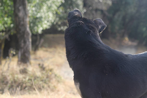 istock a black dog seeing away from the camera 2205650744