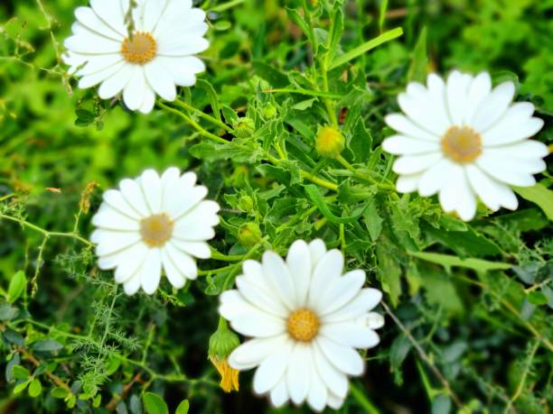 white cosmos flowers on a natural blurred background