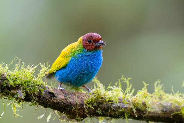 istock The bay-headed tanager, Tangara gyrola, is a medium-sized passerine bird. 2205653235