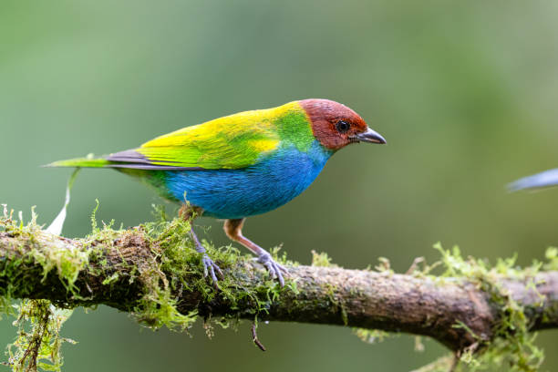 istock The bay-headed tanager, Tangara gyrola, is a medium-sized passerine bird. 2205653466