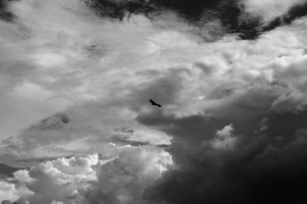 istock Vulture flying in a dramatic cloudy sky, Barichara, Colombia. 2205653687