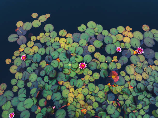 Aerial view on patch of water lilies in a lake (Lake Ribnisko jezero, Slovenia).