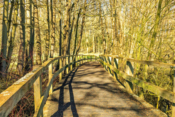 Wooden bridge in the forest