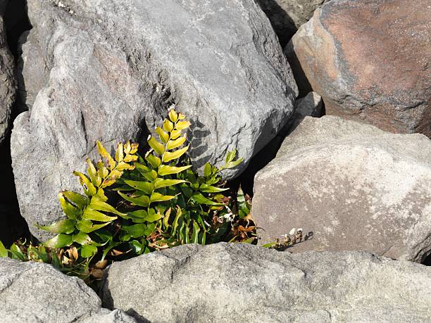 Plants that grow among steep rocks