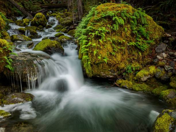 istock Karst Creek Trail is a hiking loop through a beautiful stretch of Pacific temperate rainforest 2205658367