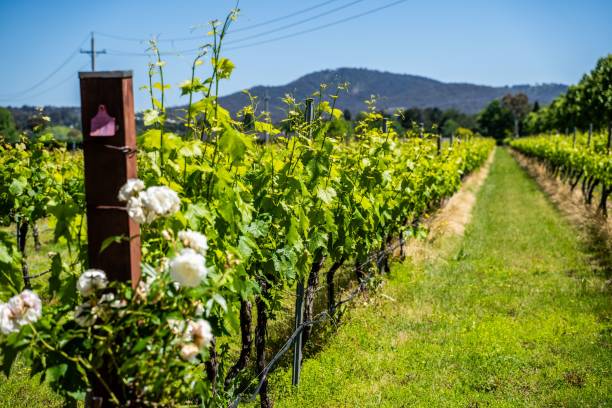 istock Vineyard landscape with lush green vines and a clear blue sky in a rural setting 2205659453