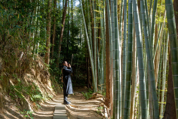 Fresh of bamboo grove.