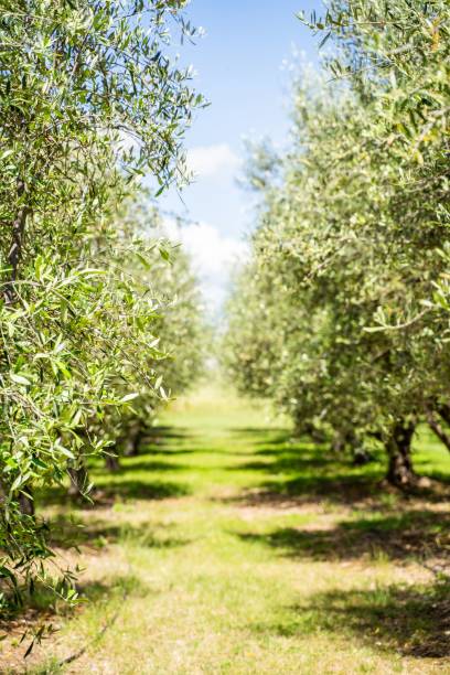 istock Serene olive grove with lush green trees under a clear blue sky 2205659485