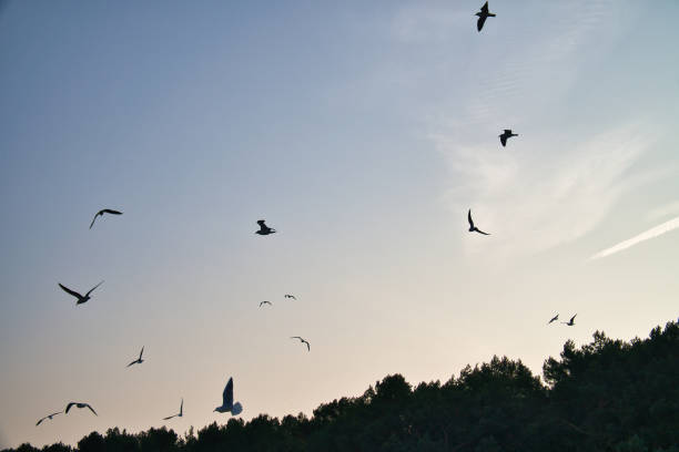 istock Seagulls glide gracefully through the clear sky, over a forest on the coast. 2205659540