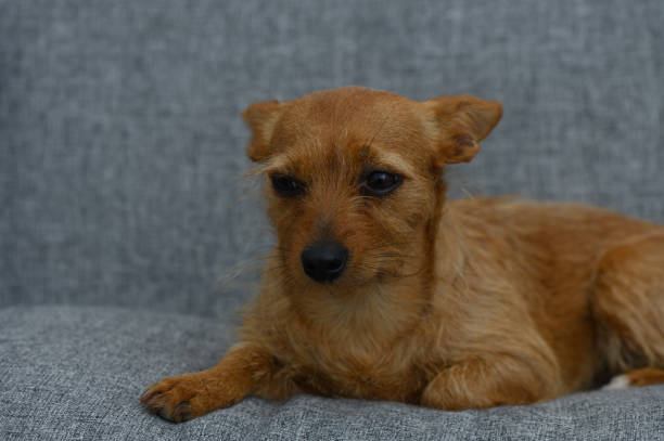 istock Charming small dog resting on a cozy gray couch in a serene indoor setting during a quiet afternoon 2205659751