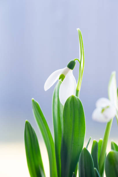 istock Delicate snowdrop flower blooming in spring with blurred background 2205660052