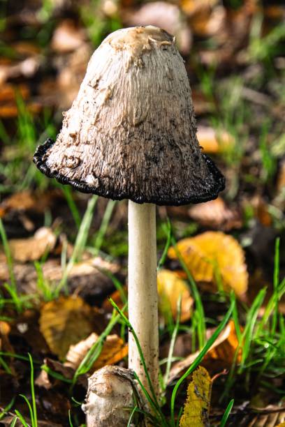 istock Shaggy Ink Cap Mushroom in Forest 2205660053