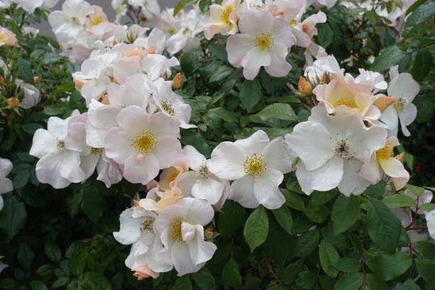 Free picture: flower garden, pinkish, roses, shrub, rose, flower ...