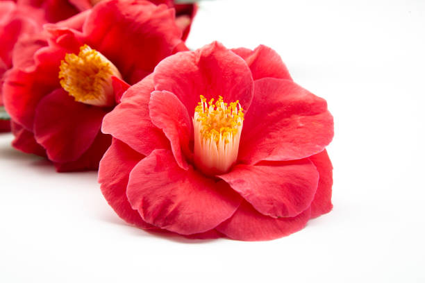 Vibrant red camellia flower with yellow stamen blooming on a clean white background