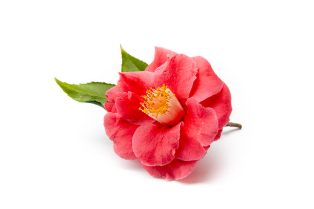 istock Vibrant red camellia flower blooming on white background 2205661300