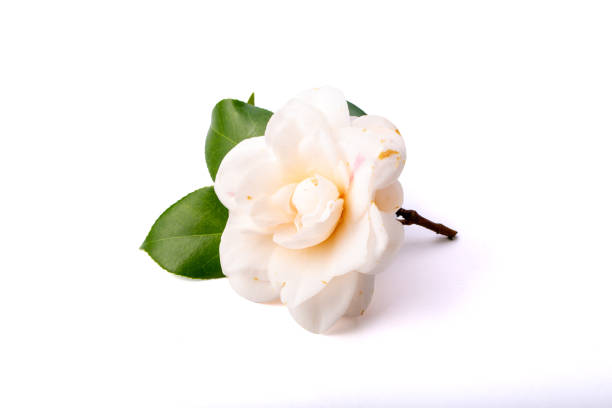 Close-up of a white camellia flower with green leaves, isolated on a white background, showcasing its delicate beauty