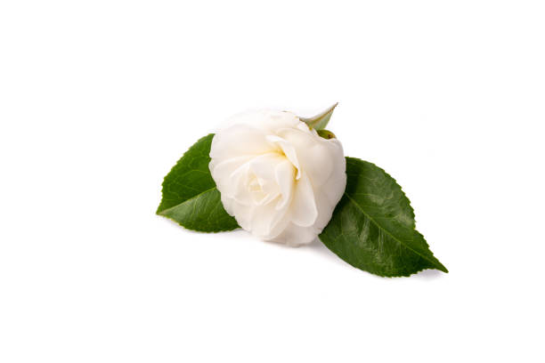 istock White camellia flower blooming with green leaves on white background 2205662921
