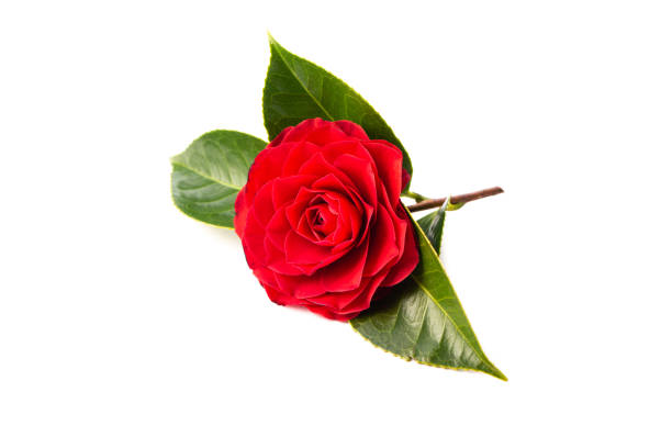 Red camellia flower blooming with green leaves on a white background