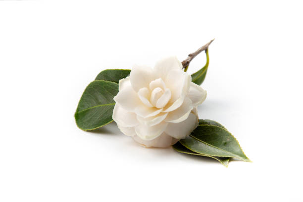istock White camellia flower blooming with green leaves on white background 2205663274