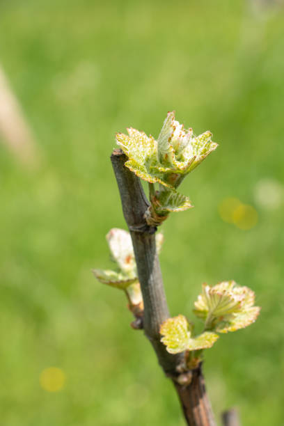 The grapevine features young, fresh green buds and leaves. The image is suitable for viticulture and winemaking themes.