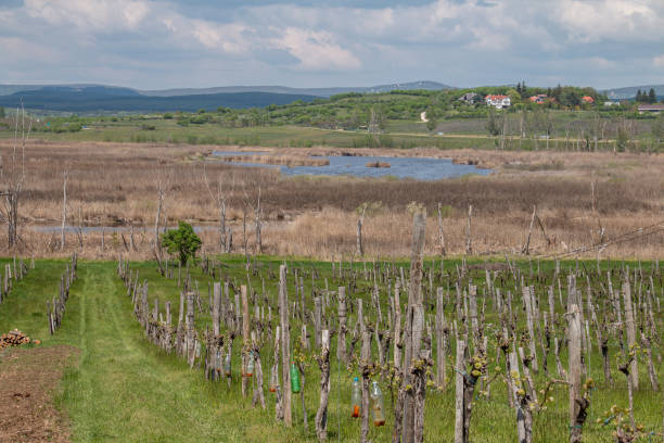 Well-tended rows of grapevines in a vineyard during early spring. The image is suitable for viticulture and winemaking themes.