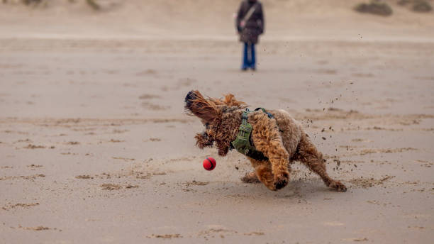 cockerpoo chasing ball at the beach