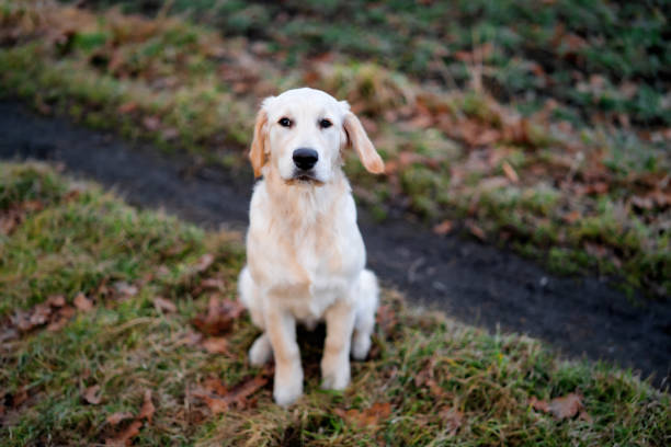 Adorable young golden retriever outdoors. Obedient dog.