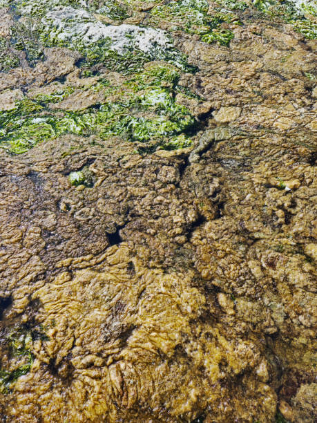 istock Algae covering the stagnant sea water and the resulting pollution 2205667128