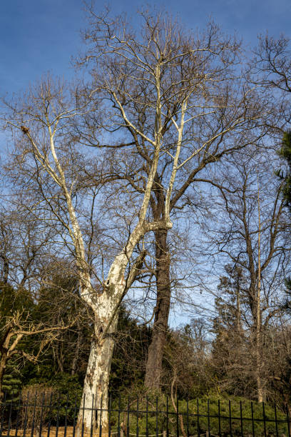 istock Spring tree trunks without leaves in the park against the sky. Spring in nature 2205667850