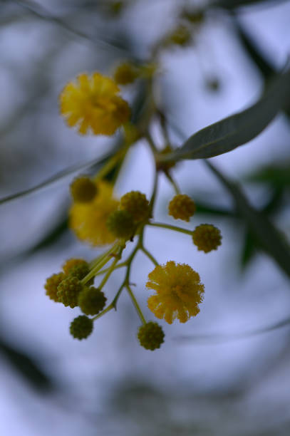 istock Beautiful yellow blossoms sway gently in the spring breeze under a soft blue sky 2205668310