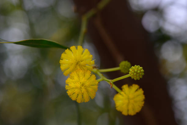 Blossoms of acacia hang gracefully from slender branches, their vibrant yellow hue standing out against the calming greens of the forest.