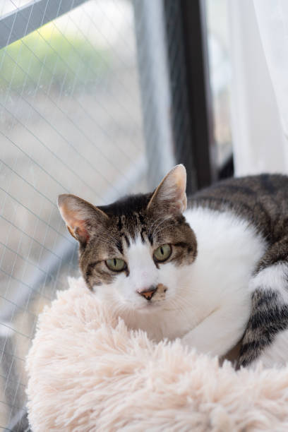 istock Cute cat relaxing by the window 2205669694