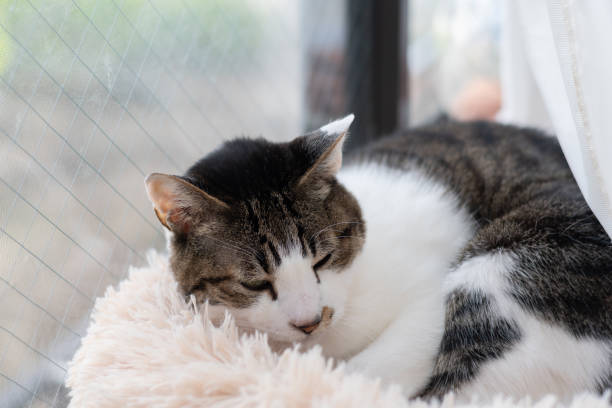 istock Cute cat relaxing by the window 2205669712