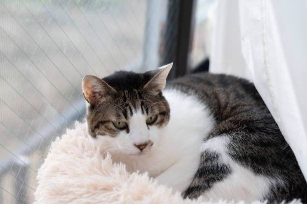 istock Cute cat relaxing by the window 2205669723