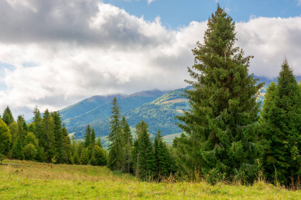 istock forest in mountain landscape with cloudy sky 2205670260