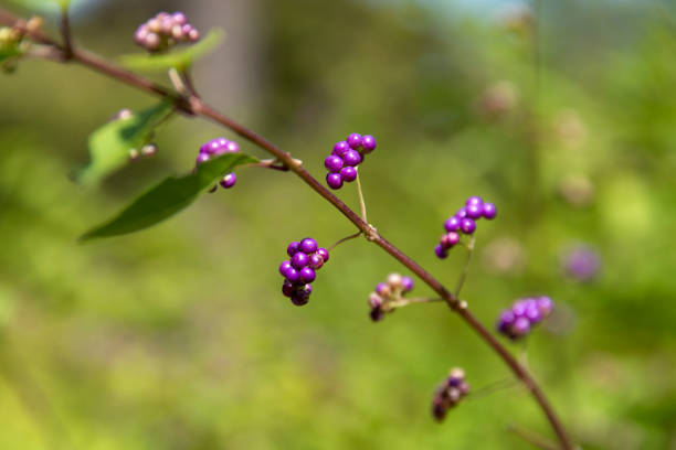 autumn fruit