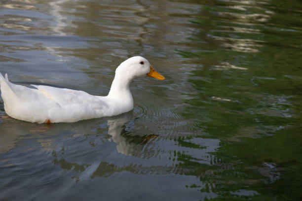 istock White Duck Swimming in a Calm Pond 2205670734