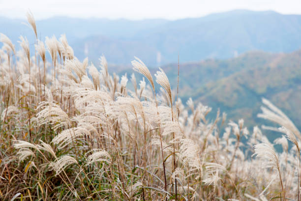 istock swaying silver grasses in the wind on the mountain 2205670805