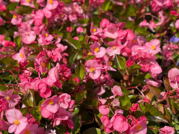 istock Vibrant pink begonias in full bloom. 2205672783