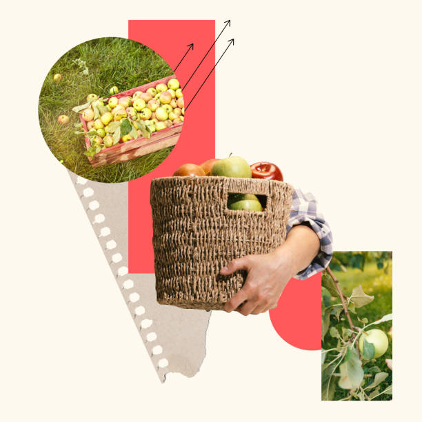 istock Hand carrying woven basket filled with fresh apples, fruit trees and geometric patterns on background. Contemporary art collage. Concept of organic farming 2205673110