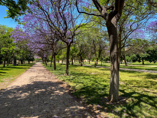 View of footpath along trees in the Turia Garden public park in the city of Valencia, Spain