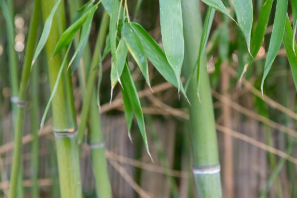 istock Bamboo branch in bamboo forest, beautiful green nature background 2205673885