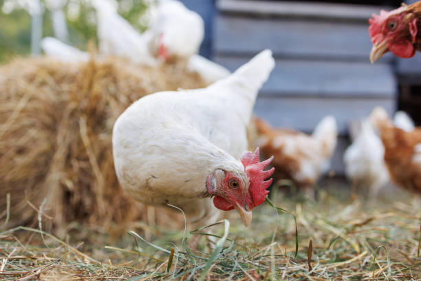 Free-range chickens on a farm at sunrise, organic poultry in a natural rural setting
