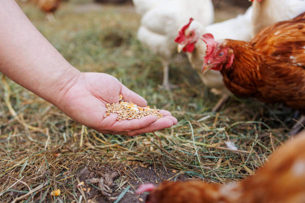 istock Farmer hand-feeding free-range chickens with organic grain on a rural farm 2205677701